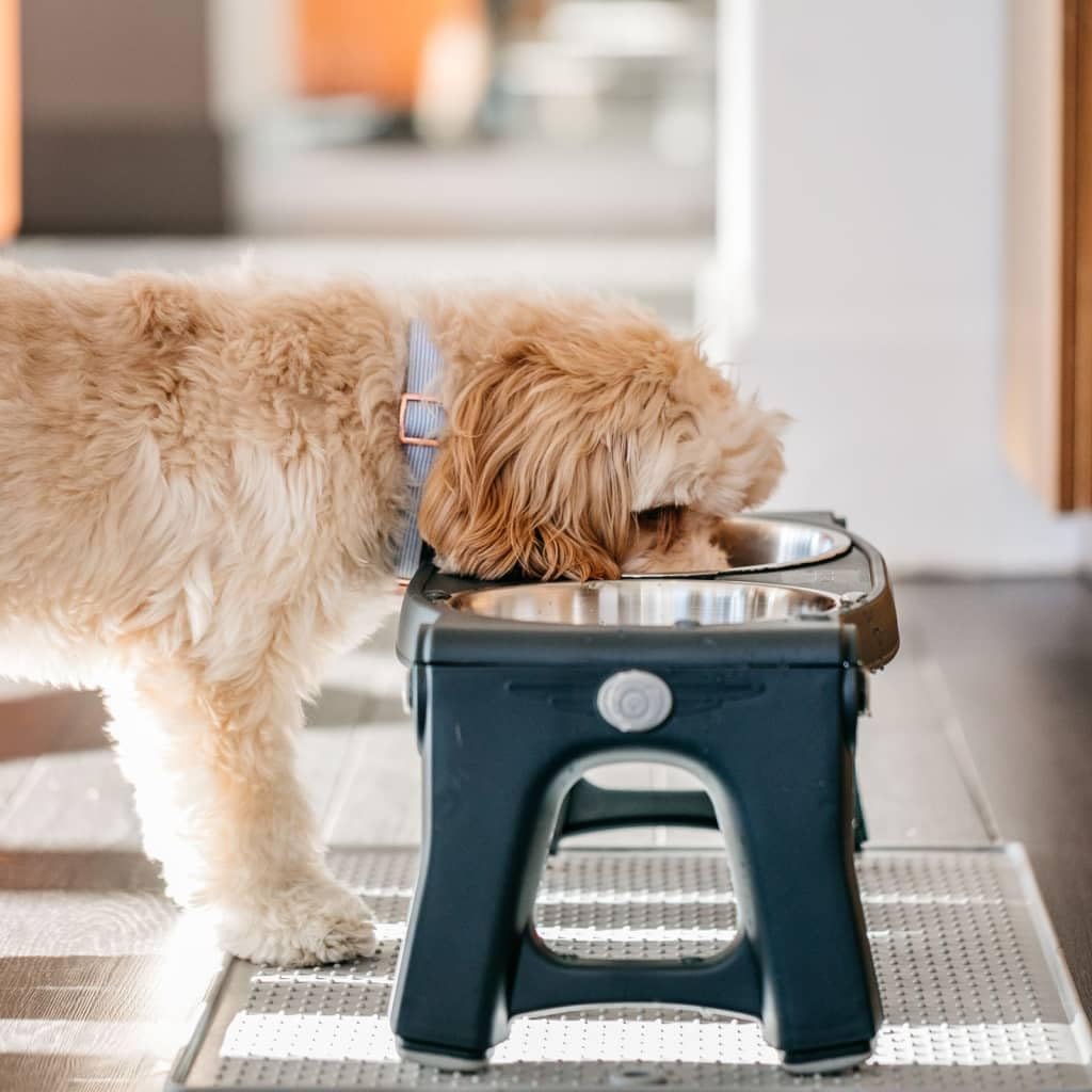 Adjustable Height Double Pet Feeder with Stainless Steel Bowls Q3797