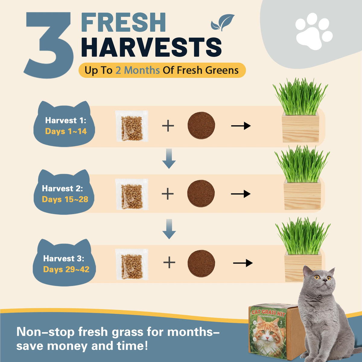 Cat Grass Growing Kit with Wooden Planter Y677