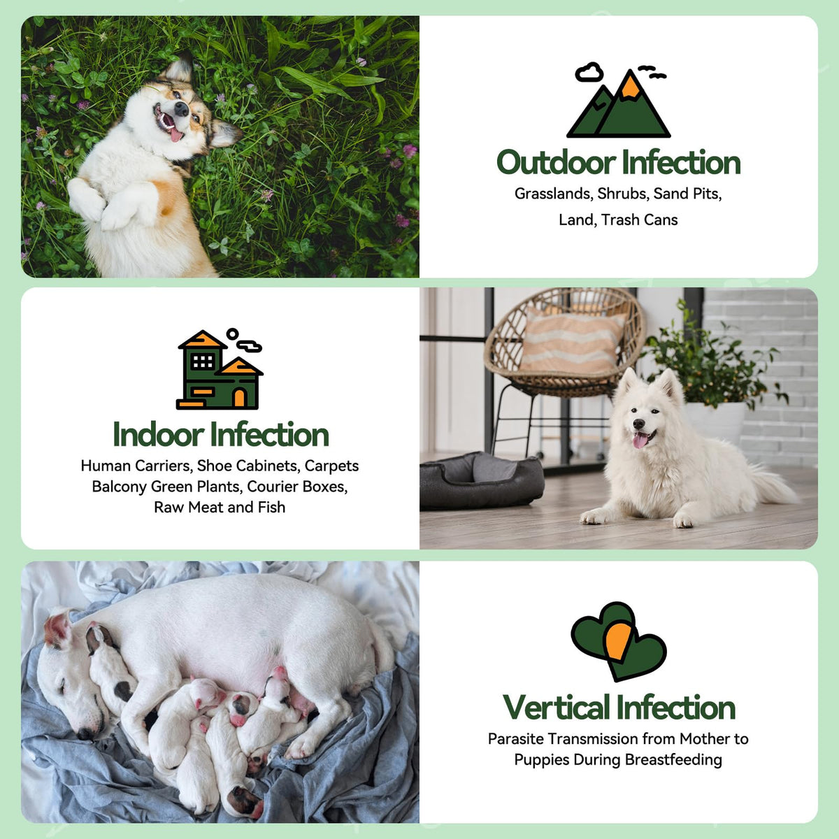 Flea and Tick Prevention for Dogs B13613