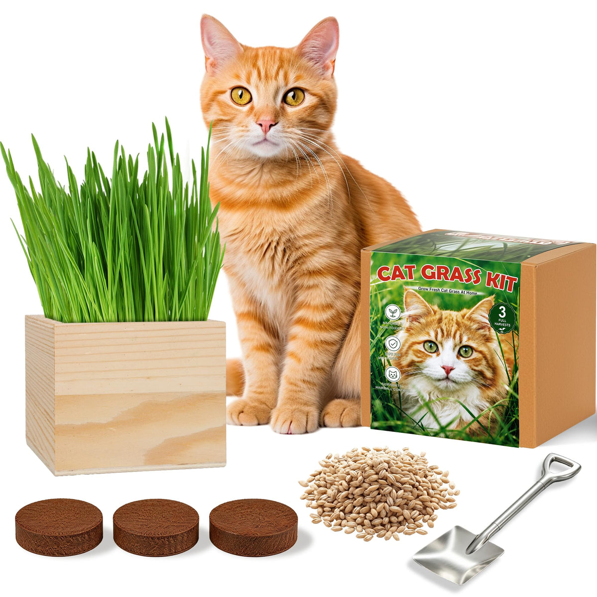 Cat Grass Growing Kit with Wooden Planter Y677