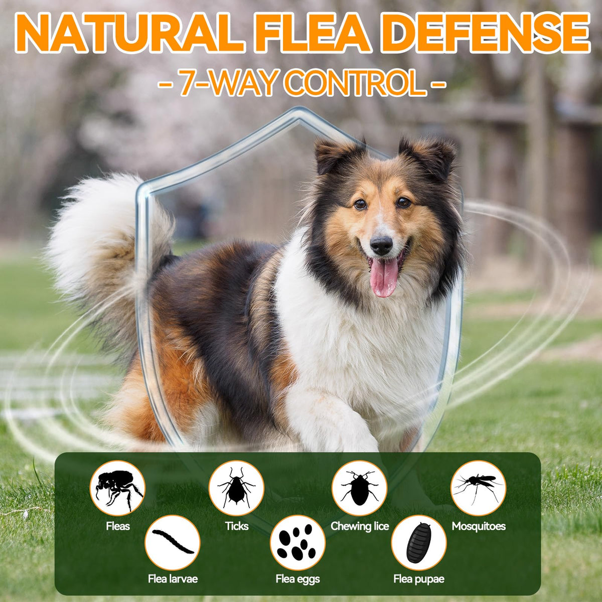 Flea and Tick Prevention for Dogs B13613