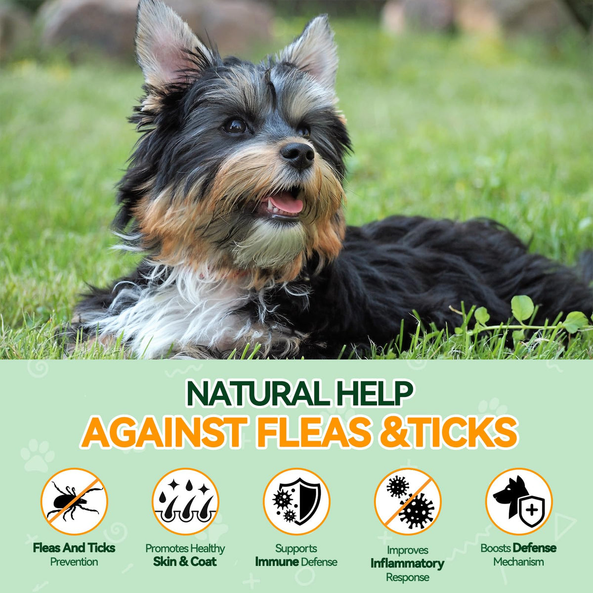 Flea and Tick Prevention for Dogs B13613