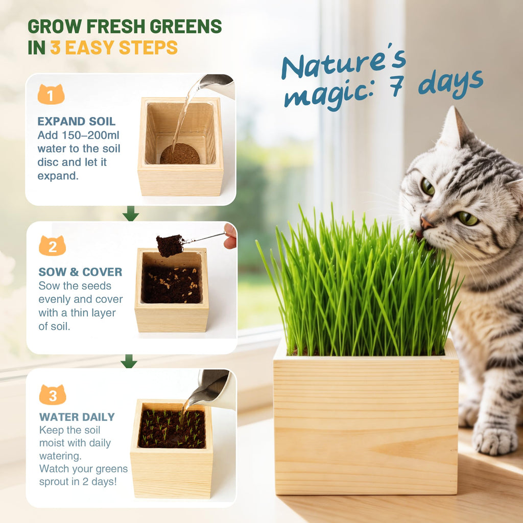 Cat Grass Growing Kit with Wooden Planter Y677